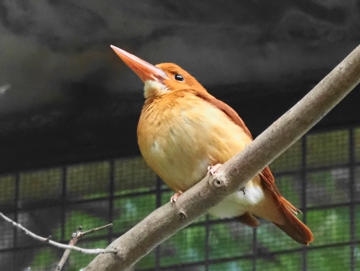 ③-2上野動物園の鳥たち