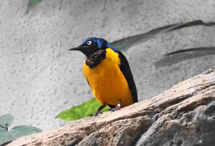 ③-2上野動物園の鳥たち