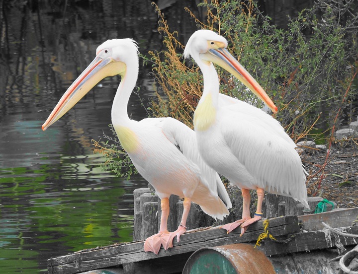 ③-2上野動物園の鳥たち